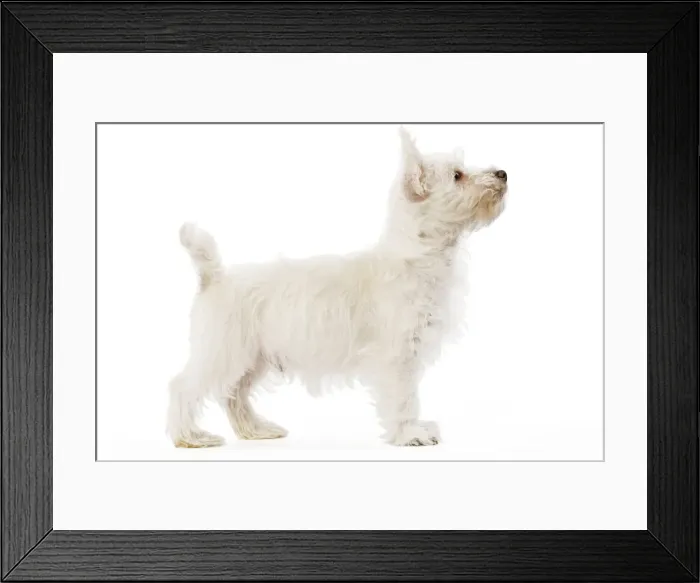 Framed Print : Dog - West Highland Terrier - puppy in studio Framed Print : Dog - West Highland Terrier - puppy in studio