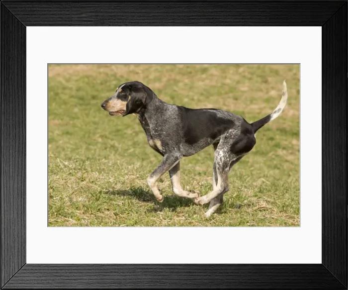 Framed Print : Dog - Petit Bleu de Gascogne Framed Print : Dog - Petit Bleu de Gascogne