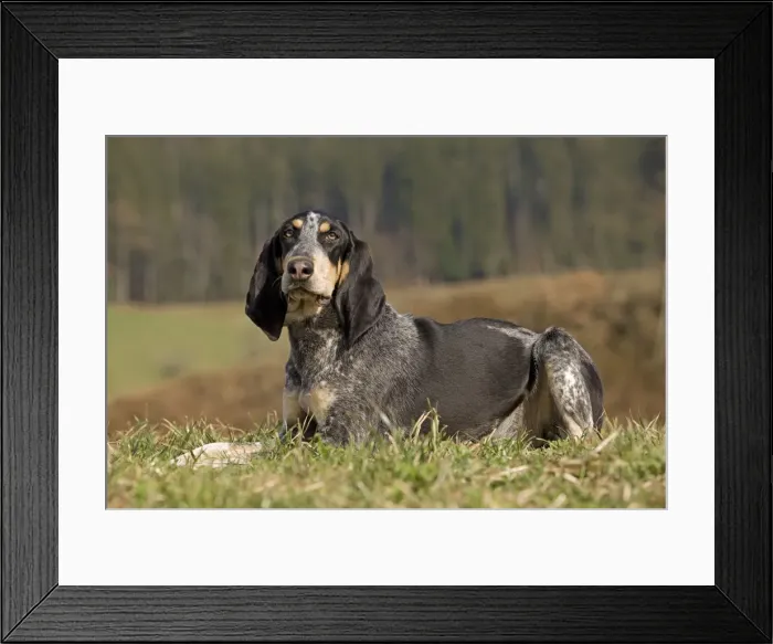 Framed Print : Dog - Petit Bleu de Gascogne Framed Print : Dog - Petit Bleu de Gascogne