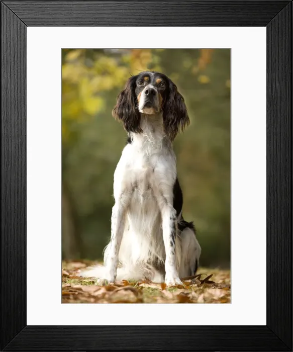 Framed Print : Dog - English Setter Framed Print : Dog - English Setter