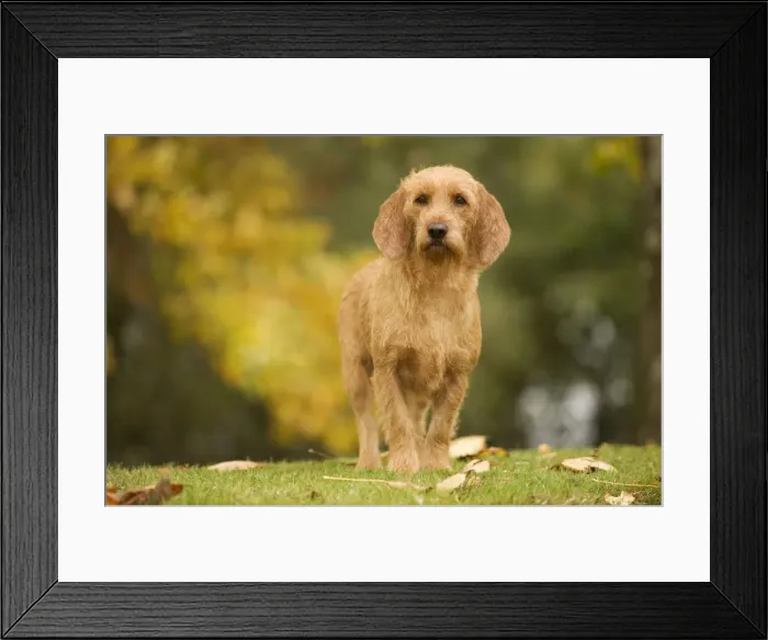 Framed Print : Dog - Basset Fauve de Bretagne. Also known as Tawny Brittany Basset Framed Print : Dog - Basset Fauve de Bretagne. Also known as Tawny Brittany Basset