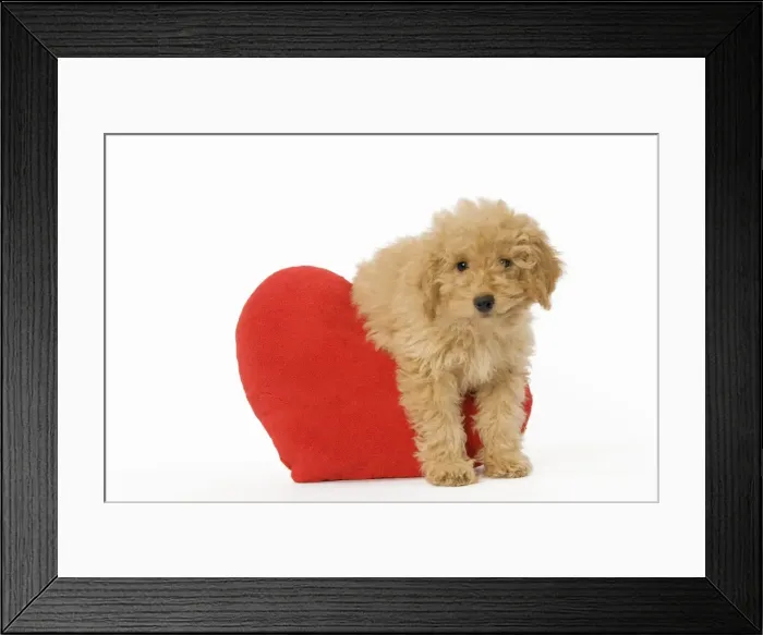 Framed Print : Dog - Poodle with red heart cushion Framed Print : Dog - Poodle with red heart cushion