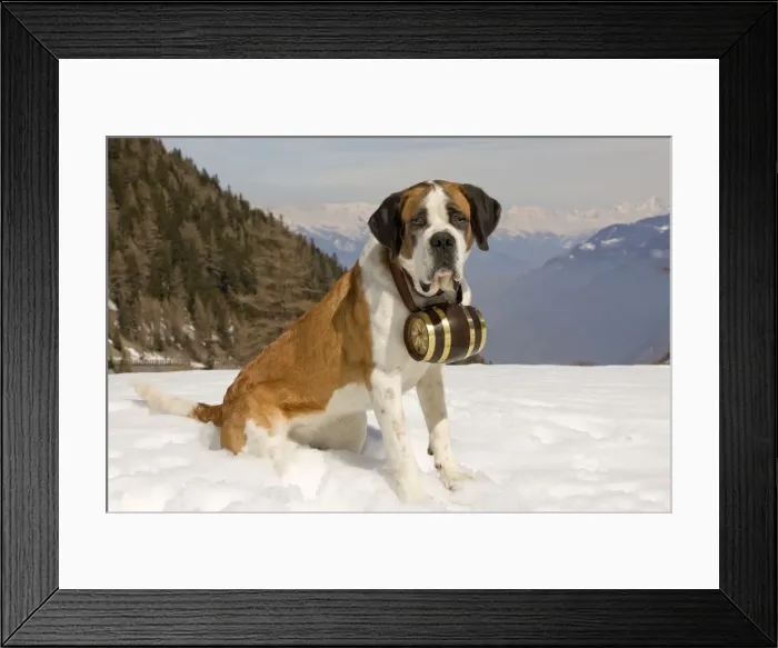 Framed Print : Dog - St Bernard - Mountain Resuce dog wearing barrel round neck in snowy mountain setting