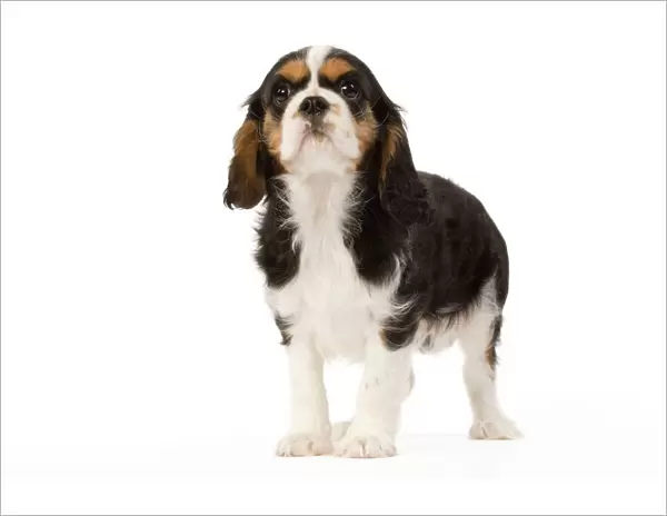 Dog - Cavalier King Charles Spaniel - puppy in studio