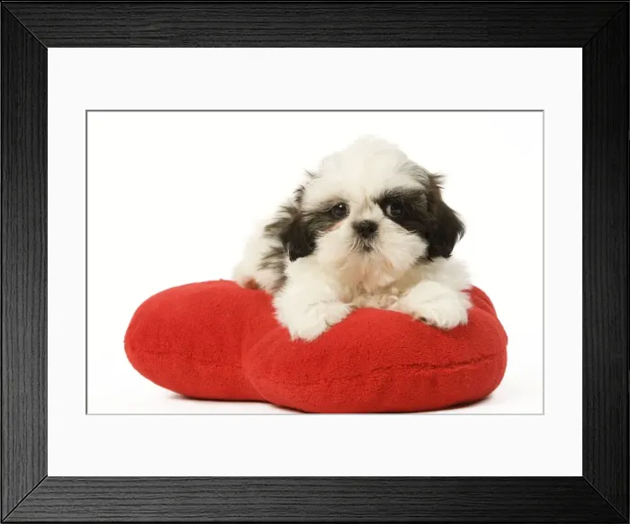 Framed Print : Dog - Shih Tzu puppy in studio on heart cushion Framed Print : Dog - Shih Tzu puppy in studio on heart cushion