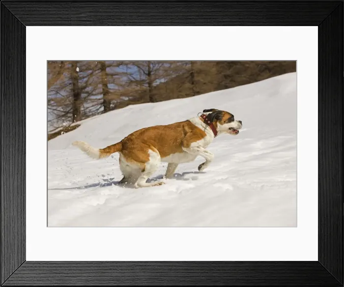 Framed Print : Dog - St Bernard - running in snow Framed Print : Dog - St Bernard - running in snow