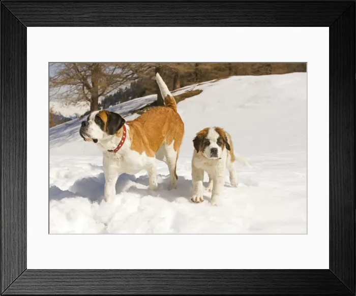 Framed Print : Dog - St Bernard - adult with puppy in snow Framed Print : Dog - St Bernard - adult with puppy in snow