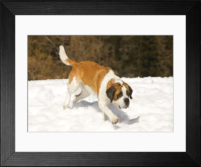 Framed Print : Dog - St Bernard - running in snow Framed Print : Dog - St Bernard - running in snow