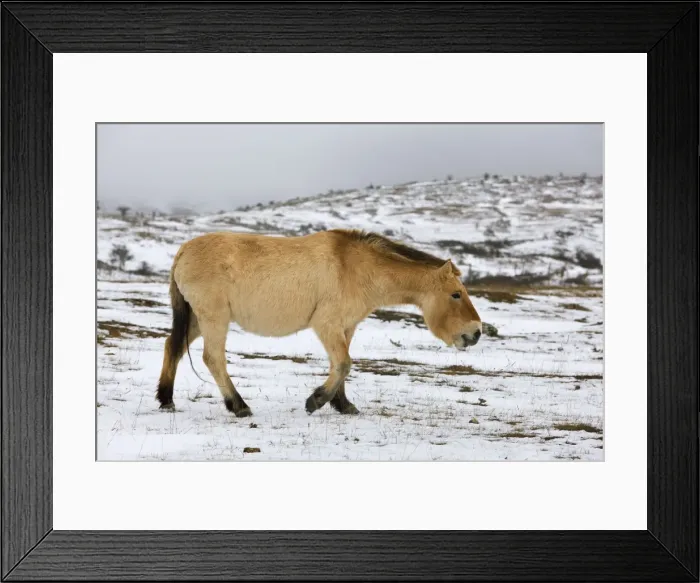 Framed Print : Przewalski's / Takhi / Mongolian Wild Horses. Cevennes - France Framed Print : Przewalski's / Takhi / Mongolian Wild Horses. Cevennes - France