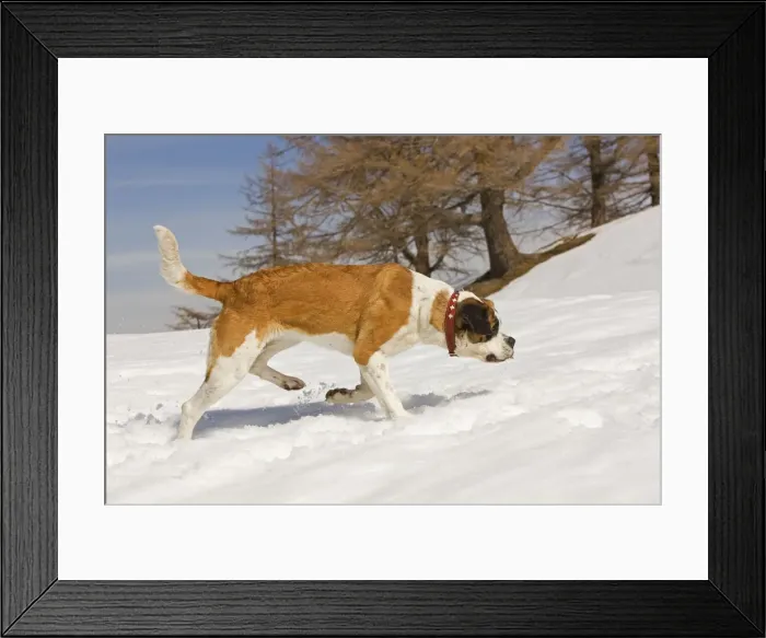 Framed Print : Dog - St Bernard - Mountain Resuce dog in snowy mountain setting Framed Print : Dog - St Bernard - Mountain Resuce dog in snowy mountain setting