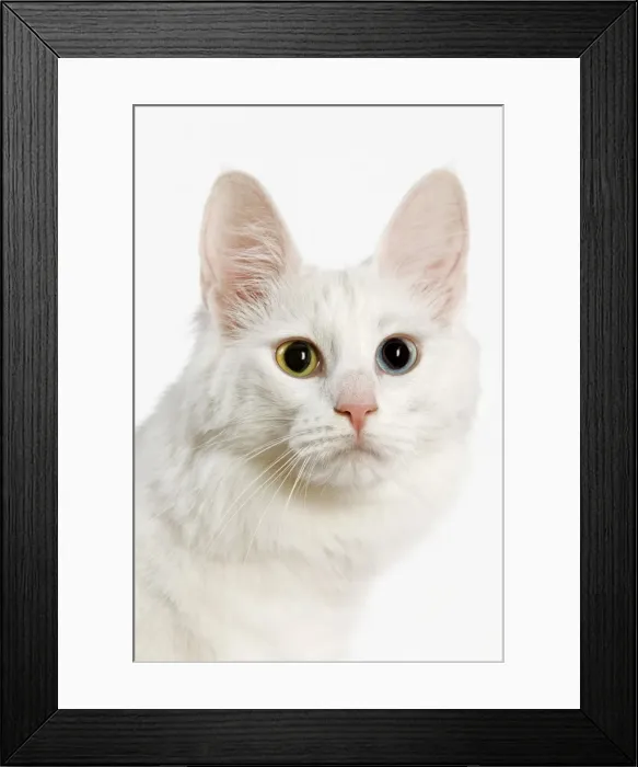 Framed Print : Cat - Turkish Angora with odd eyes in studio Framed Print : Cat - Turkish Angora with odd eyes in studio