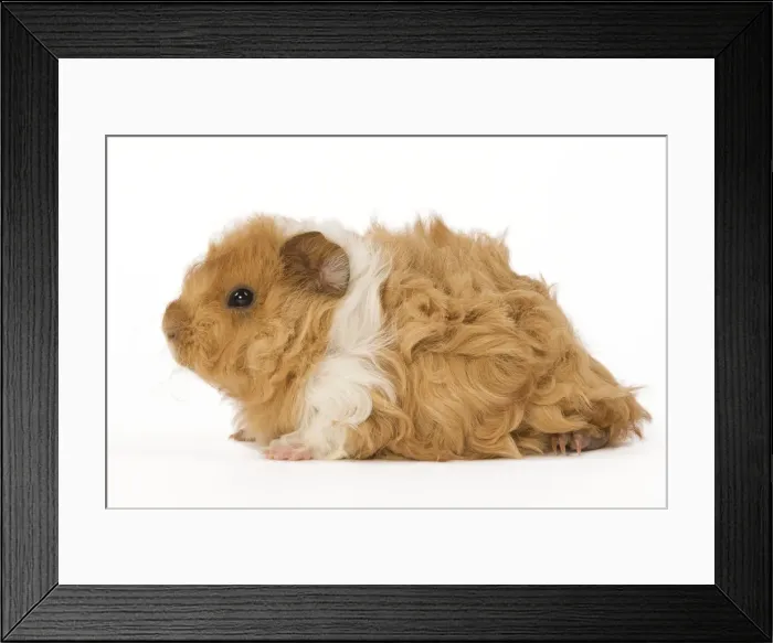 Framed Print : Guinea Pig - in studio Framed Print : Guinea Pig - in studio