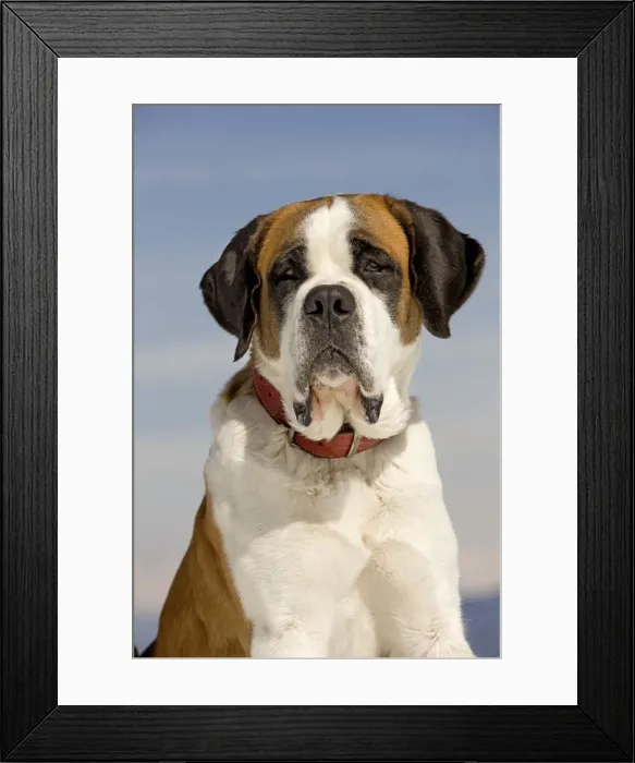 Framed Print : Dog - St Bernard Framed Print : Dog - St Bernard