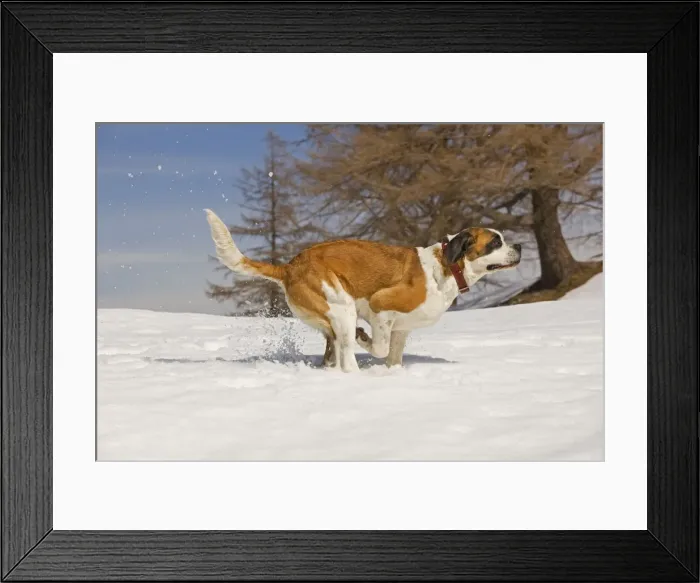 Framed Print : Dog - St Bernard - running in snow Framed Print : Dog - St Bernard - running in snow