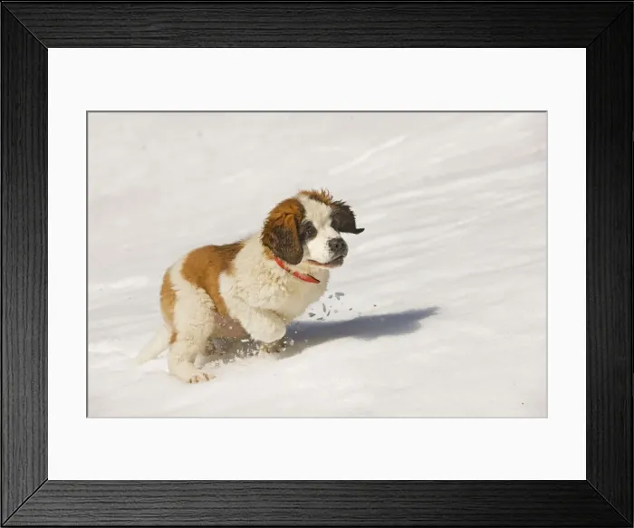 Framed Print : Dog - St Bernard - puppy running in snow