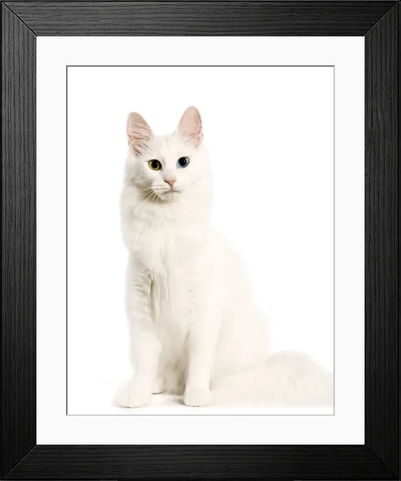 Framed Print : Cat - Turkish Angora with odd eyes in studio Framed Print : Cat - Turkish Angora with odd eyes in studio