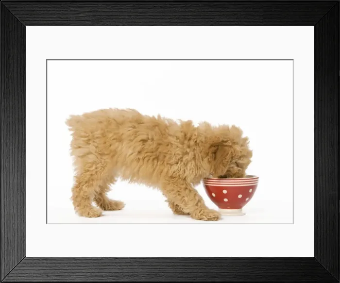 Framed Print : Dog - Poodle - puppy eating from red bowl Framed Print : Dog - Poodle - puppy eating from red bowl