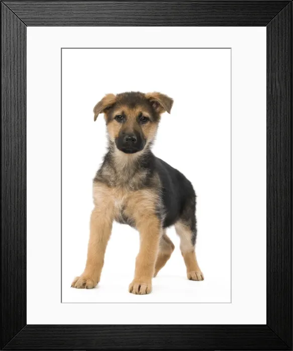 Framed Print : Dog - German Shepherd / Alsastian - puppy in studio Framed Print : Dog - German Shepherd / Alsastian - puppy in studio