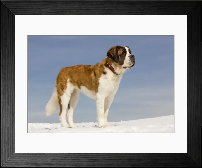 Framed Print : Dog - St Bernard - in snow Framed Print : Dog - St Bernard - in snow