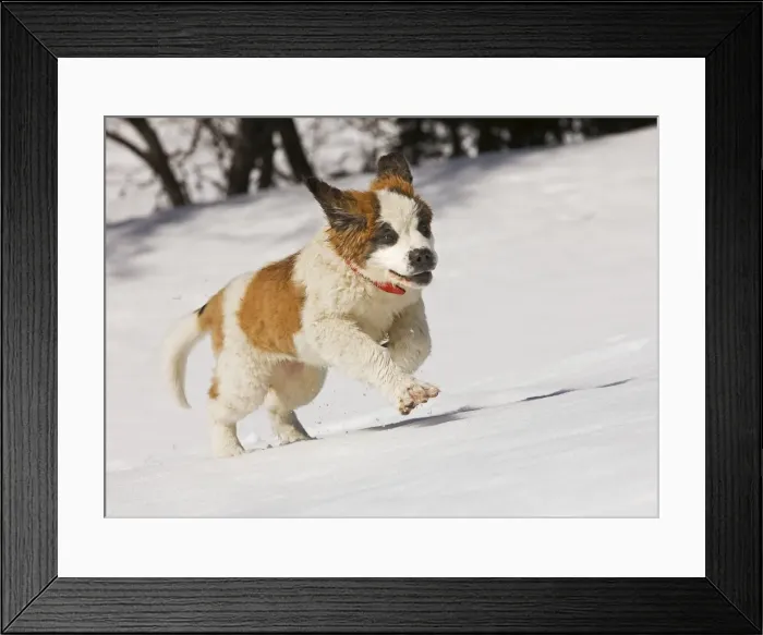 Framed Print : Dog - St Bernard - puppy running in snow Framed Print : Dog - St Bernard - puppy running in snow