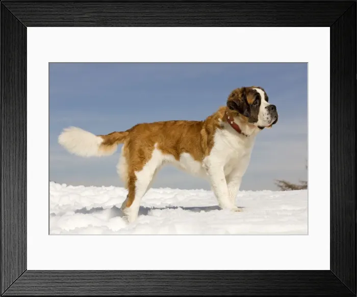 Framed Print : Dog - St Bernard - in snow Framed Print : Dog - St Bernard - in snow