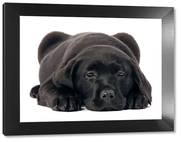 Dog - Black Labrador puppy in studio