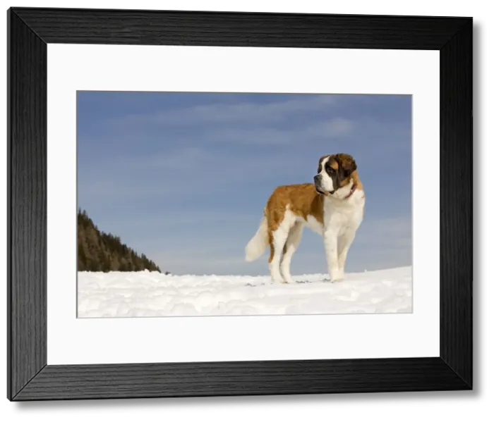 Framed Print : Dog - St Bernard - in snow Framed Print : Dog - St Bernard - in snow