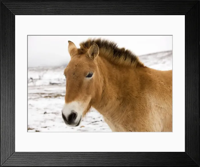 Framed Print : Przewalski's / Takhi / Mongolian Wild Horses. Cevennes - France Framed Print : Przewalski's / Takhi / Mongolian Wild Horses. Cevennes - France
