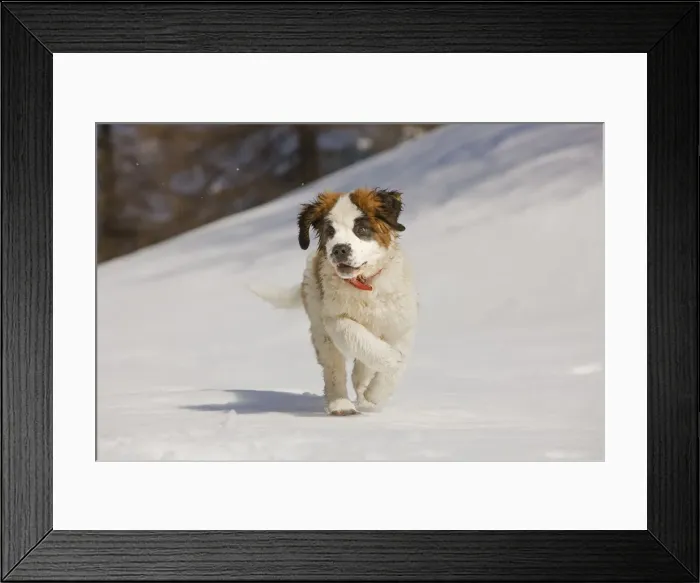 Framed Print : Dog - St Bernard - puppy running in snow Framed Print : Dog - St Bernard - puppy running in snow