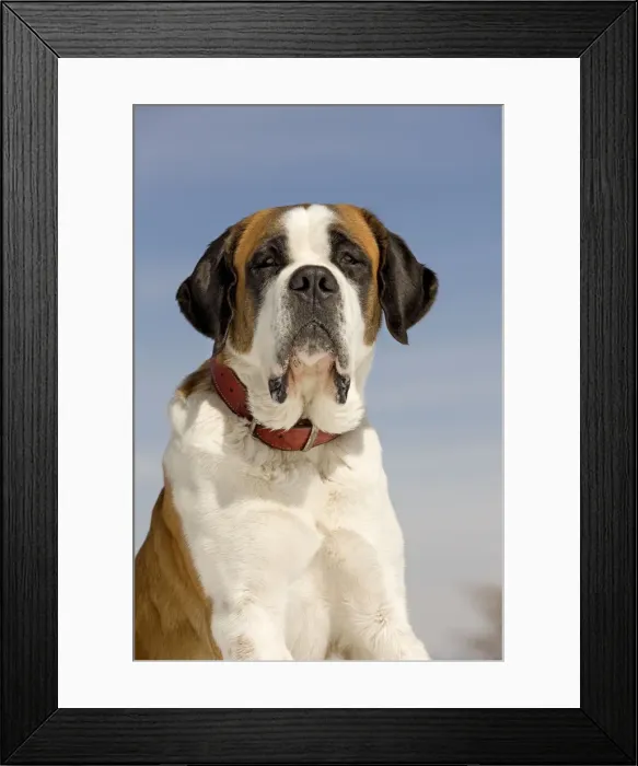 Framed Print : Dog - St Bernard Framed Print : Dog - St Bernard