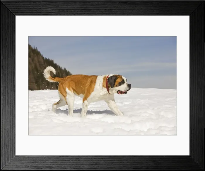 Framed Print : Dog - St Bernard - in snow Framed Print : Dog - St Bernard - in snow