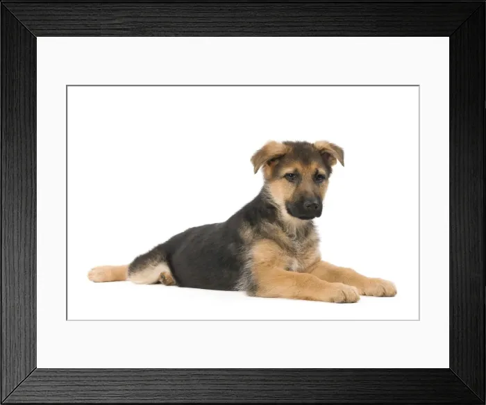 Framed Print : Dog - German Shepherd / Alsastian - puppy in studio Framed Print : Dog - German Shepherd / Alsastian - puppy in studio