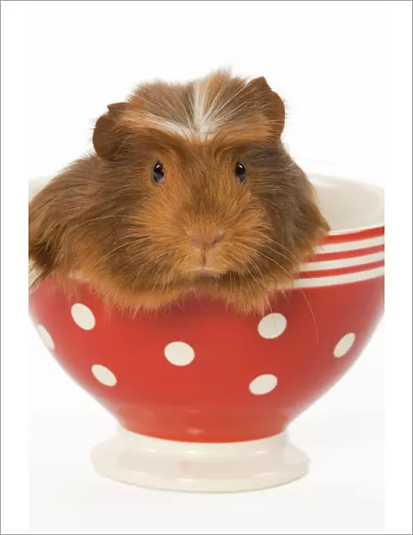 Guinea Pig - in red & white spotted bowl