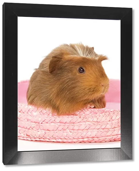 Guinea Pig - in studio in pink raffia basket