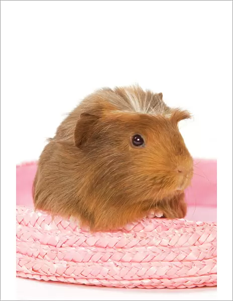 Guinea Pig - in studio in pink raffia basket