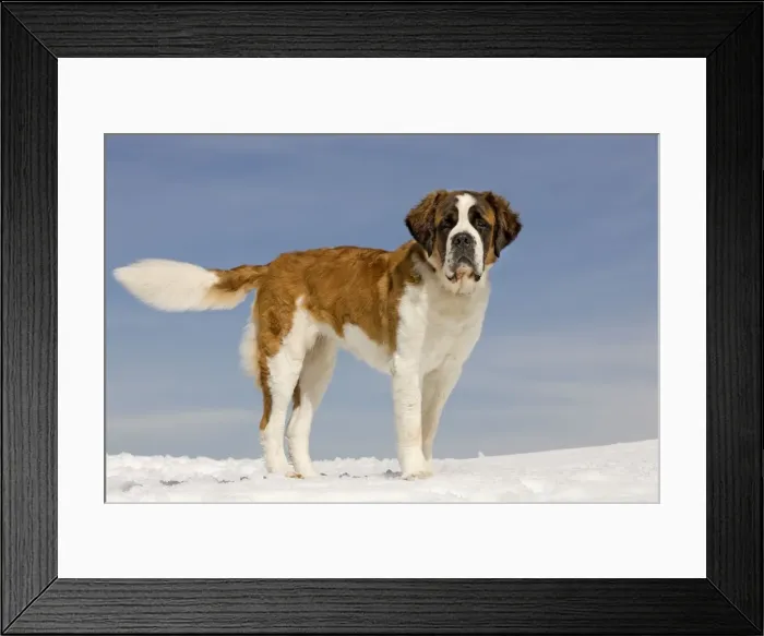 Framed Print : Dog - St Bernard - in snow Framed Print : Dog - St Bernard - in snow