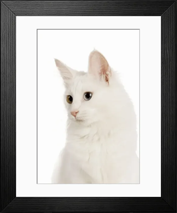 Framed Print : Cat - Turkish Angora with odd eyes in studio Framed Print : Cat - Turkish Angora with odd eyes in studio
