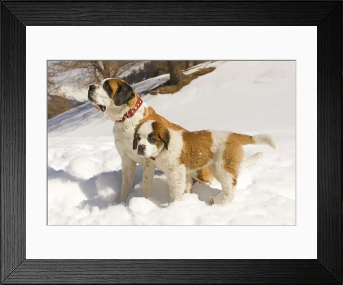 Framed Print : Dog - St Bernard - adult with puppy in snow Framed Print : Dog - St Bernard - adult with puppy in snow