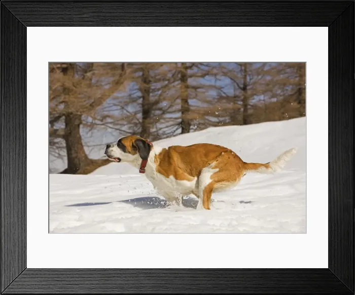 Framed Print : Dog - St Bernard - running in snow Framed Print : Dog - St Bernard - running in snow