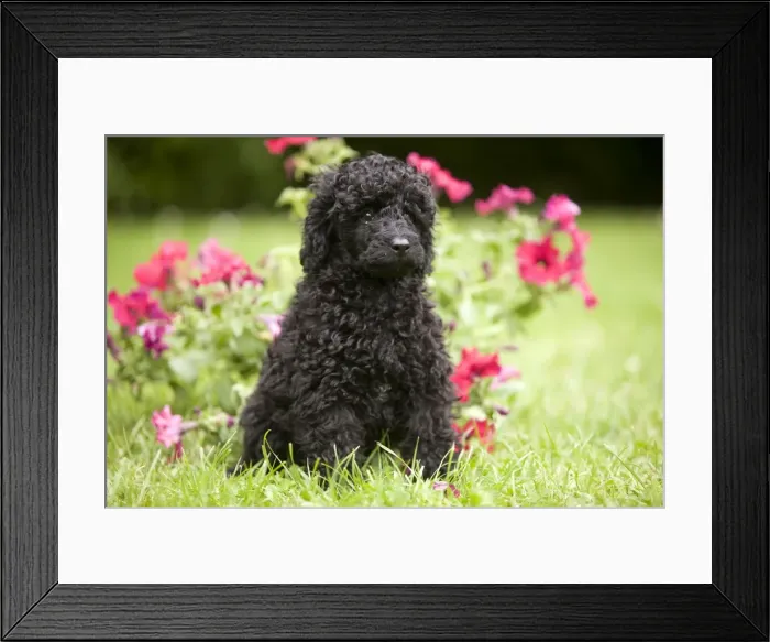 Framed Print : Dog - Black poodle outside in garden Framed Print : Dog - Black poodle outside in garden