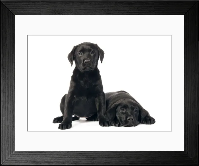 Framed Print : Dog - Black labrador puppies - two in studio Framed Print : Dog - Black labrador puppies - two in studio