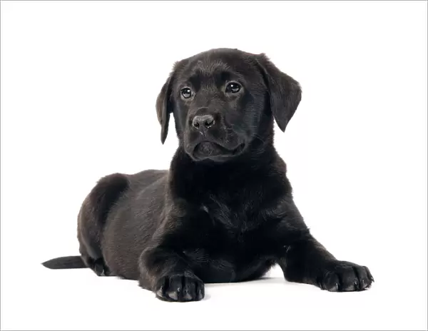 Dog - Black labrador puppy - in studio