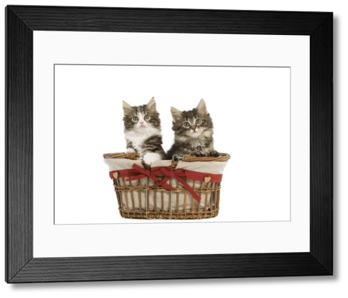 Framed Print : Norwegian Forest Cat / Norsk Skogkatt - two 8 week old kittens in wicker basket in studio Framed Print : Norwegian Forest Cat / Norsk Skogkatt - two 8 week old kittens in wicker basket in studio