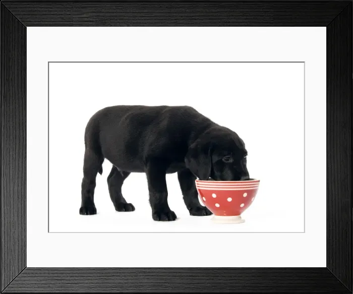 Framed Print : Dog - Black Labrador puppy in studio eating from red & white spotted bowl Framed Print : Dog - Black Labrador puppy in studio eating from red & white spotted bowl