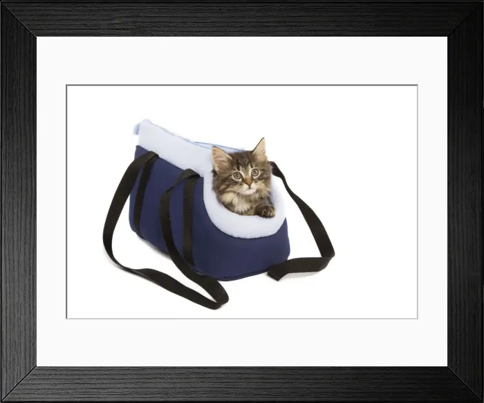 Framed Print : Norwegian Forest Cat / Norsk Skogkatt - 8 week old kitten in cat carrying bag in studio Framed Print : Norwegian Forest Cat / Norsk Skogkatt - 8 week old kitten in cat carrying bag in studio
