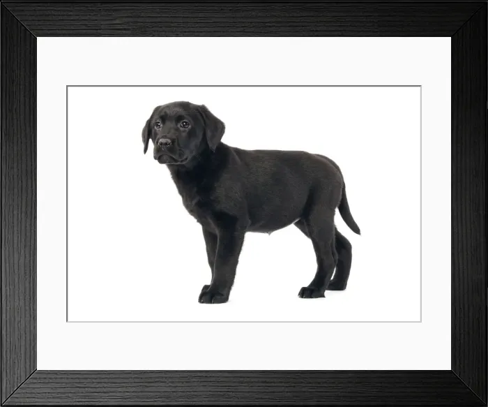Framed Print : Dog - Black labrador puppy - in studio Framed Print : Dog - Black labrador puppy - in studio