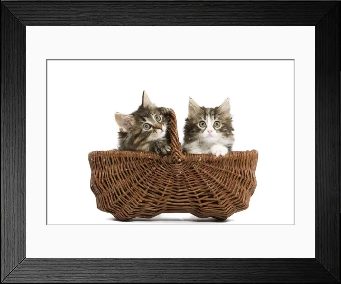 Framed Print : Norwegian Forest Cat / Norsk Skogkatt - two 8 week old kittens in wicker basket in studio Framed Print : Norwegian Forest Cat / Norsk Skogkatt - two 8 week old kittens in wicker basket in studio