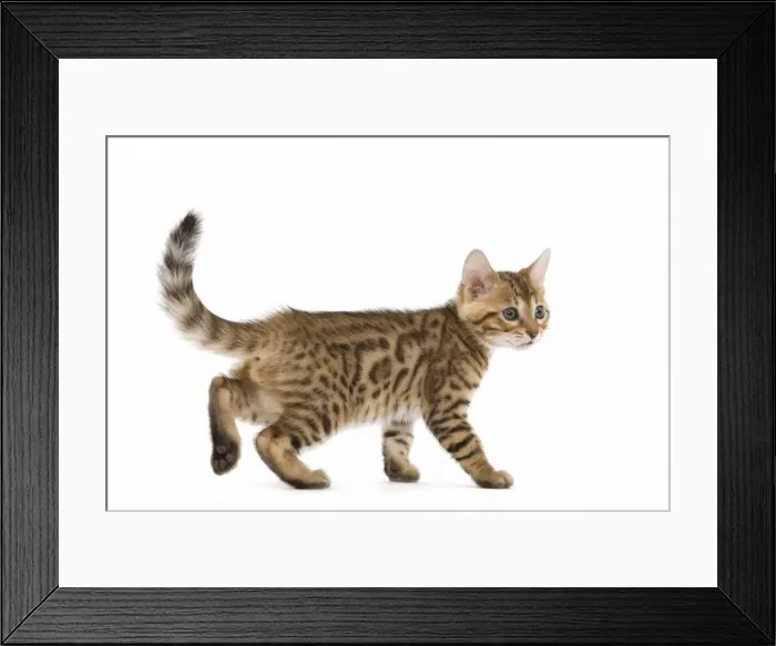 Framed Print : Cat - 8 week old Bengal kitten - in studio Framed Print : Cat - 8 week old Bengal kitten - in studio