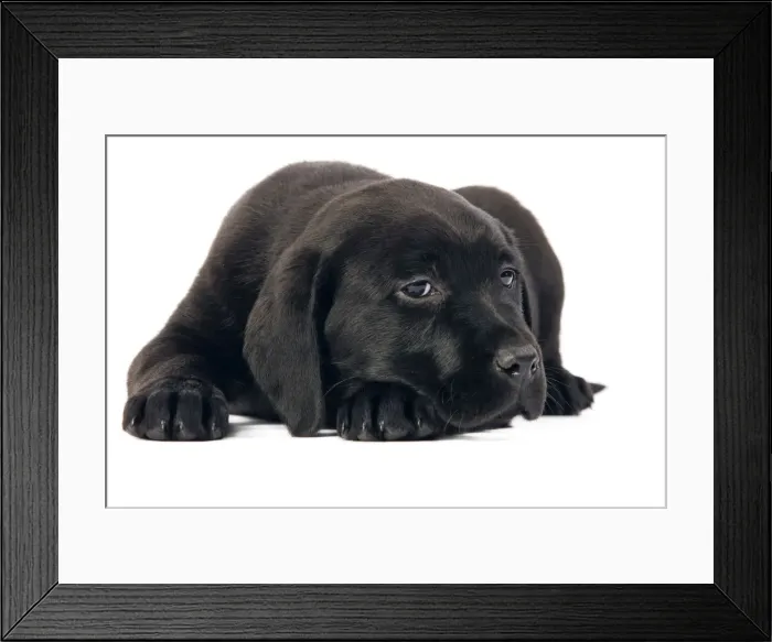 Framed Print : Dog - Black Labrador puppy in studio Framed Print : Dog - Black Labrador puppy in studio