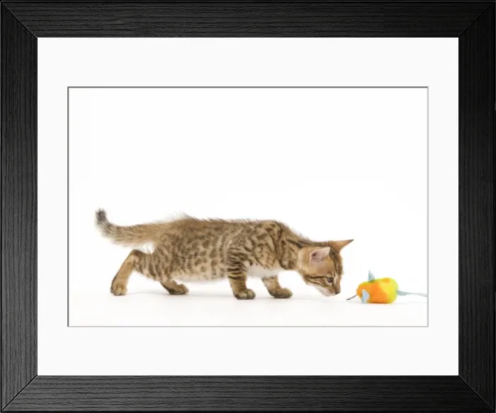 Framed Print : Cat - 8 week old Bengal kitten - in studio sniffing toy Framed Print : Cat - 8 week old Bengal kitten - in studio sniffing toy